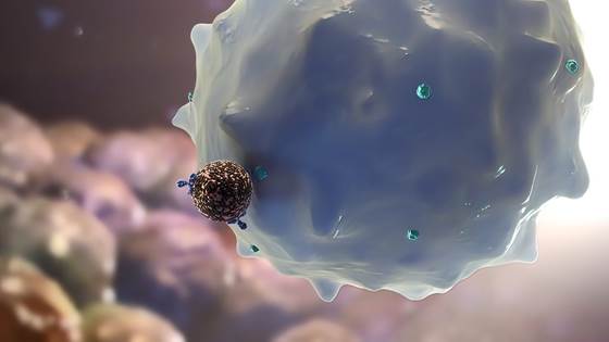 Vil hindre spredning av kreft ved hjelp av pasientens immunceller