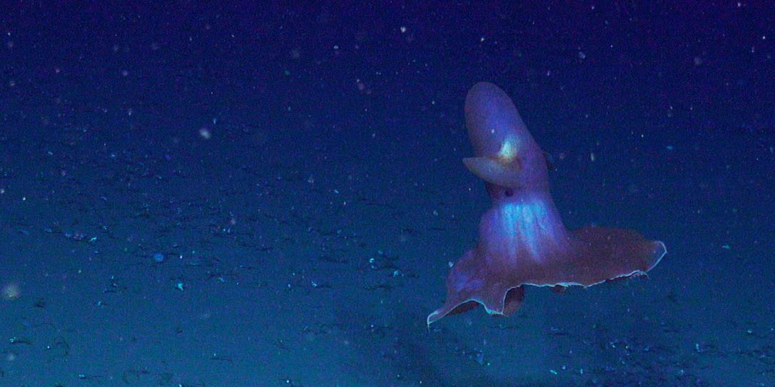 Bli med til Gakkelryggen!