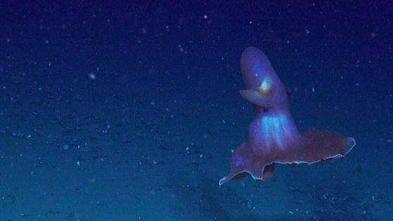 Bli med til Gakkelryggen!