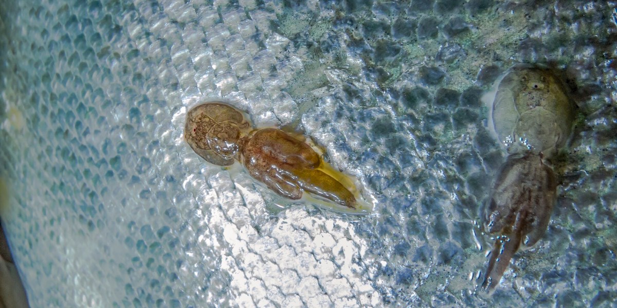 Skal lære å kjenne lakselusa på gangen