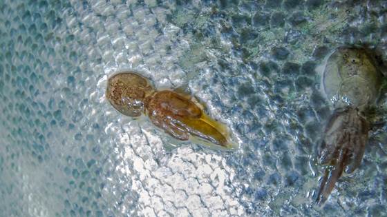 Skal lære å kjenne lakselusa på gangen