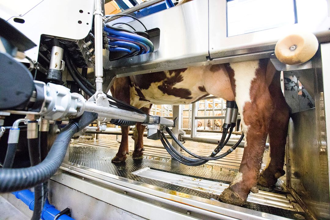 Bildet er fra NMBUs fjøs på Ås Kua velger selv når den skal melkes og får kraftfôr samtidig. Vask av spener og melking går helt automatisk