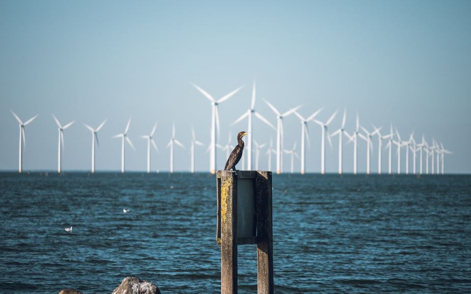 Forskernes foreløpige resultater tyder på at fire av fem kollisjoner mellom turbin og fugl kan unngås. Foto: Shutterstock