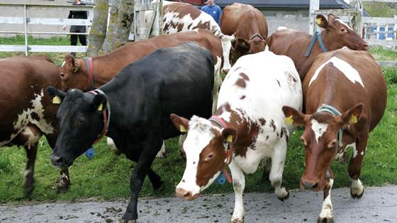 Melka avslører «usynlig»  sykdom hos kyr