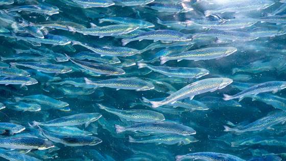 En fôrrevolusjon må til i Lakse-Norge