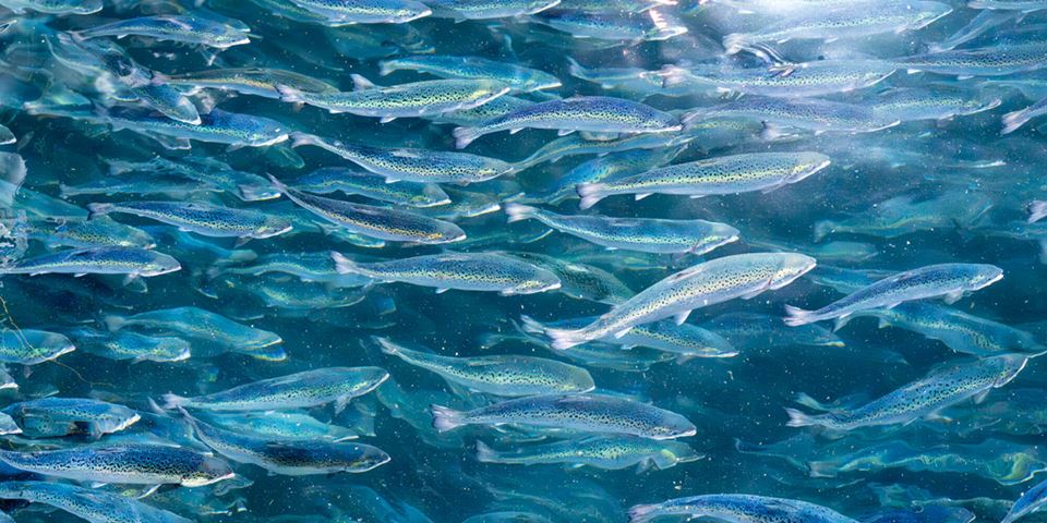 Mat som kan lages på grønt vis, står høyt på listen over hva verden trenger – og fôr vil være en nøkkelfaktor i et bærekraftig matsystem, skriver artikkelforfatterne. Foto: Gorm Kallestad / NTB