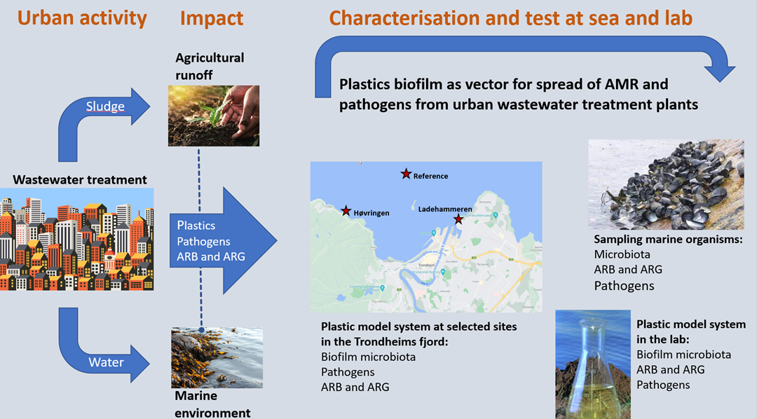 Figur som viser hvordan plastsøppel kan bidra til bakteriers vekst gjennom biofilm og dermed antibiotikaresistens.