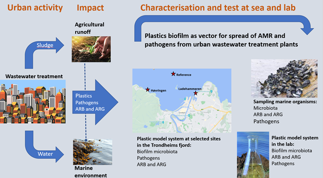Figur som viser hvordan plastsøppel kan bidra til bakteriers vekst gjennom biofilm og dermed antibiotikaresistens.