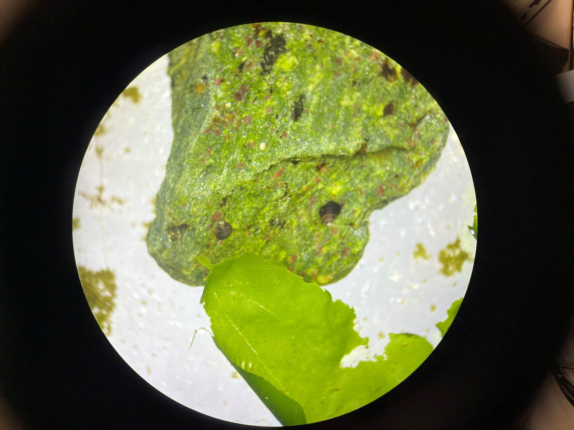 Denne sneglen kan bli big business