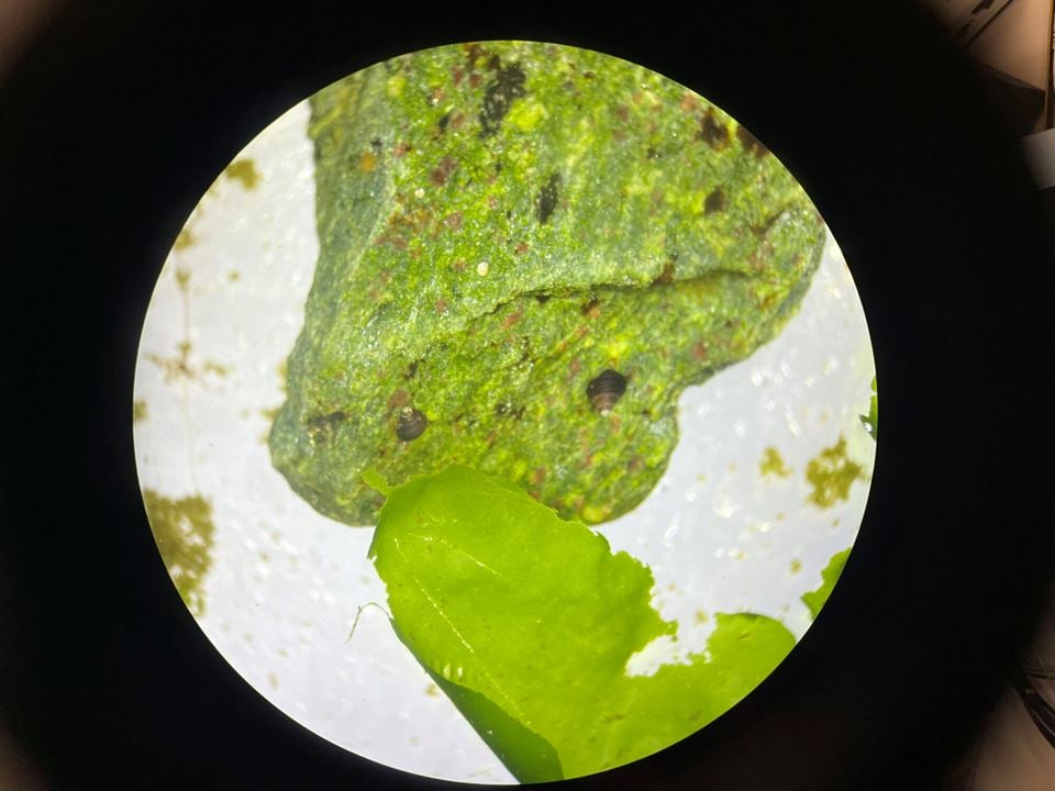 Forskere har fått et gjennombrudd for oppdrett av strandsnegler, som regnes som en delikatesse sør i Europa. Her sitter to "smårollinger" og koser seg på en stein. Foto: Jon Eirik Brennvall