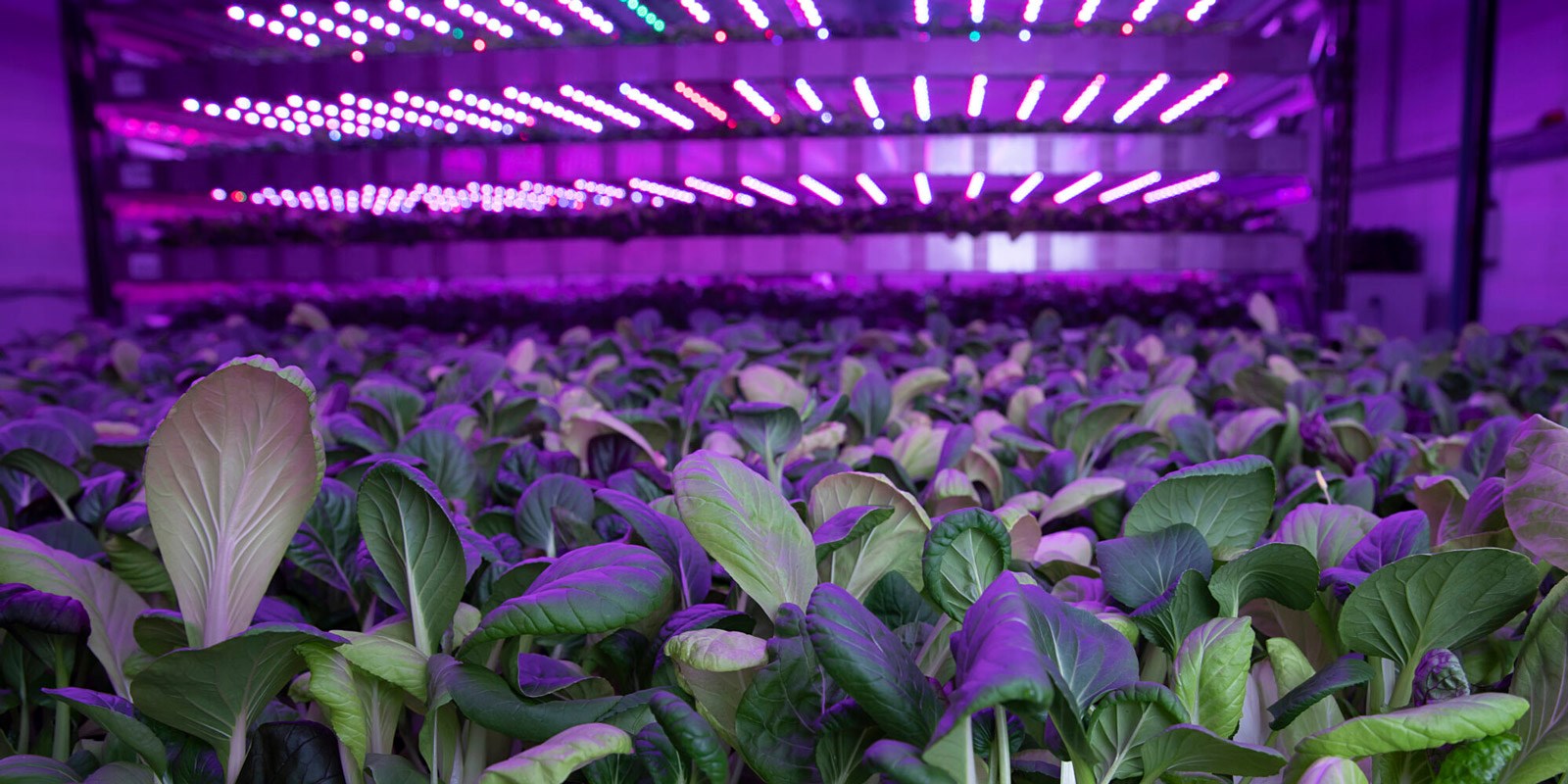 Vertikalt landbruk hos Columbi Farms: Nitrat, fosfor og kalium er verdifulle ressurser som kommer fra fiskeavføringen, men som også planter trenger for å trives og vokse. Foto: Duncan McGlynn