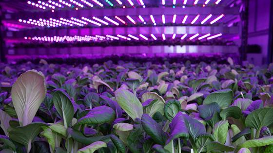 Nå skal fiskebæsj bli til supermat for planter