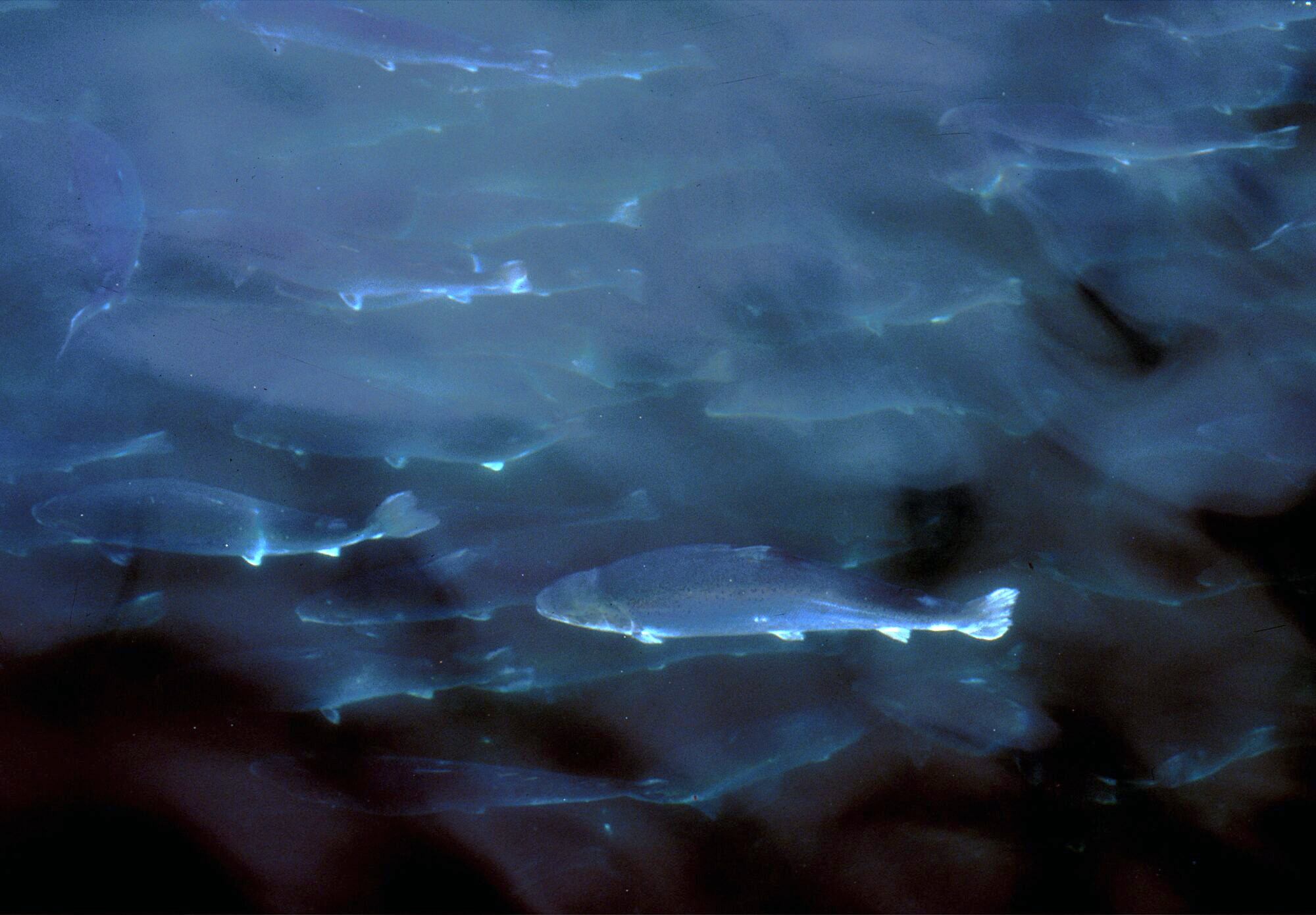 Slam fra settefisk vil bli en etterspurt ressurs