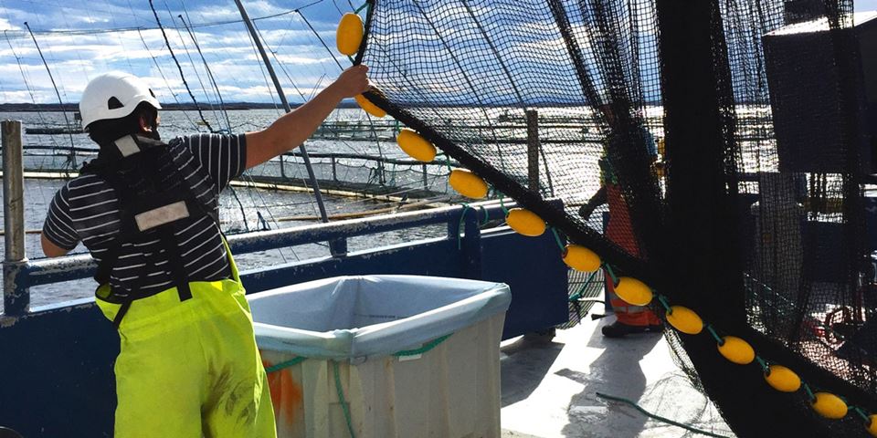 Mange tau og liner: Her klargjøres det for telling av lakselus på et oppdrettsanlegg på Trøndelagskysten. Foto: Trine Thorvaldsen/SINTEF Ocean