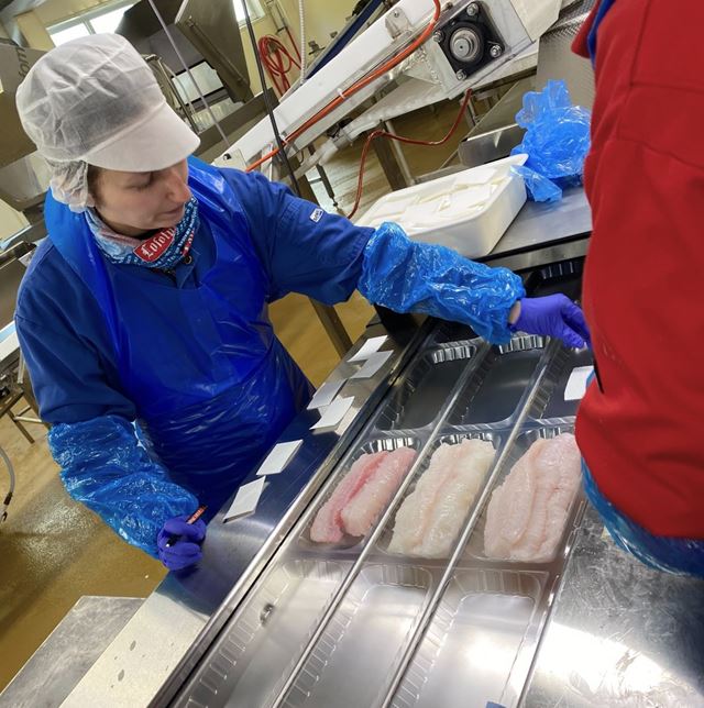 Industrielle forsøk med produksjon av brosme som filetfisk. Foto: SINTEF
