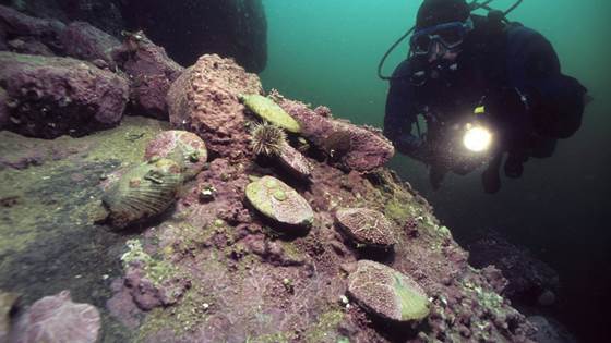 Hvorfor skrote rimelig innovasjonshjelp som virker?