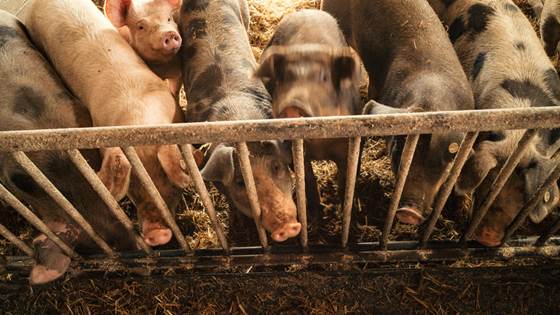 Føre-var-fundamentalisme truer norsk matproduksjon