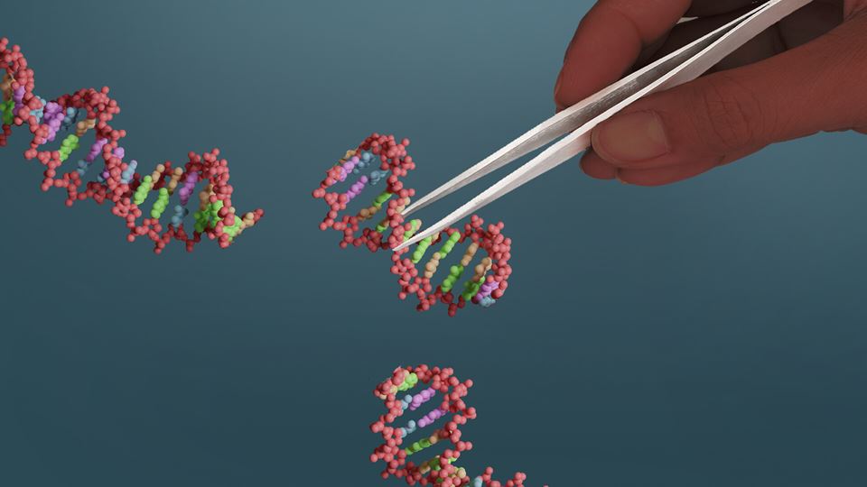 I fjor innførte England en ordning som gjør at målrettet genredigering kan klassifiseres som presisjonsavl. Seniorforsker Sven Even Borgos tar til orde for at også Norge bør myke opp dagens genteknologilov. Illustrasjon: International Livestock Research Institute/a.slater@cgiar