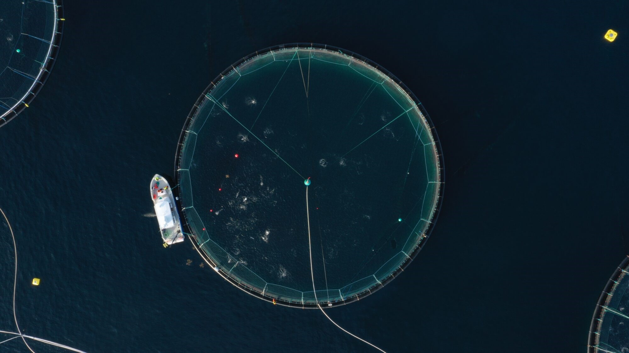 Fiskens reaksjon på roboter overrasket forskerne