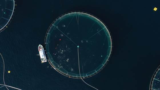 Fiskens reaksjon på roboter overrasket forskerne