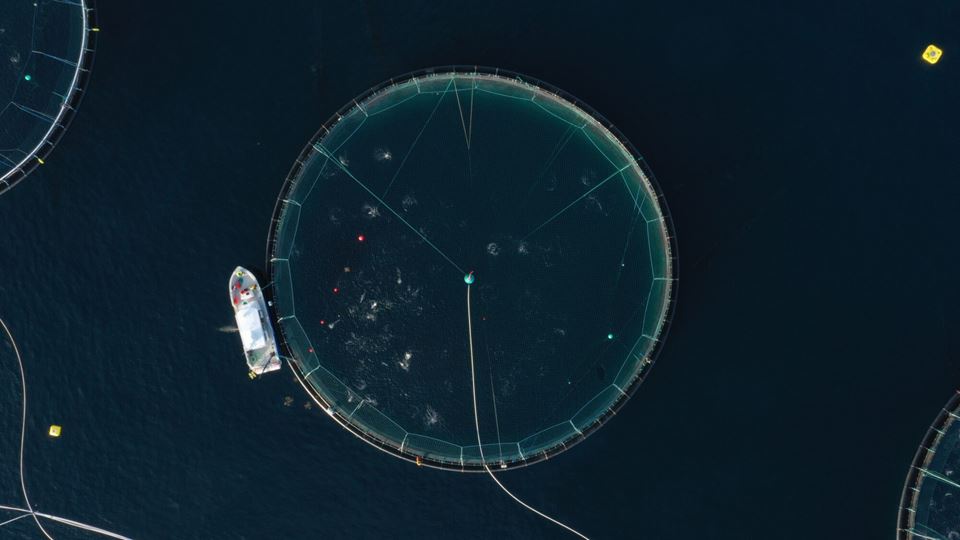 Forskere jobber med å utvikle teknologi som gjør at autonome roboter kan tilpasse sin adferd til fiskens reaksjoner, slik at de kan forstyrre minst mulig. Dronefoto: SINTEF