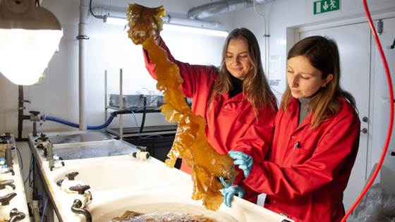 Ja til fermentert tare på norske matfat!