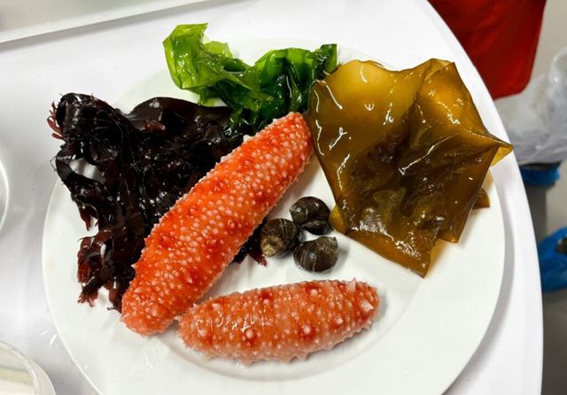 Framtidas middagstallerken kan inneholde sjøpølse, lavtrofiske arter som snegler og havsalat. Foto: Henriette Krogness