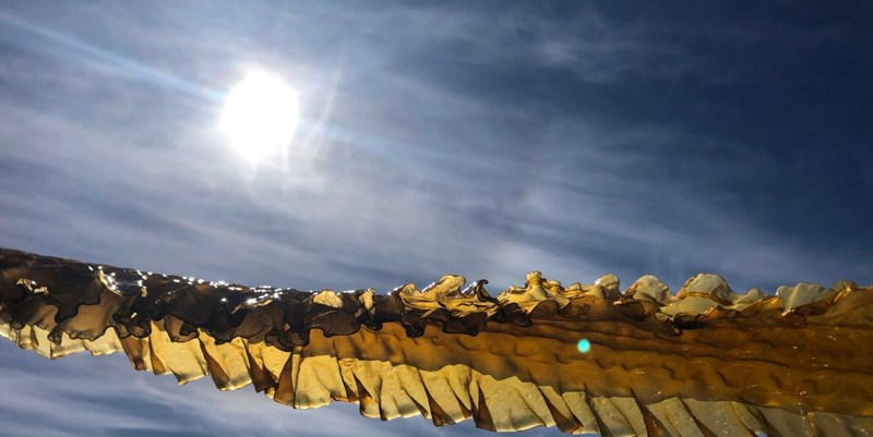 Vi kan få et tareeventyr