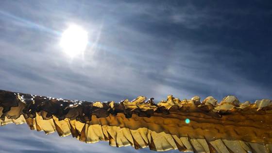 Vi kan få et tareeventyr