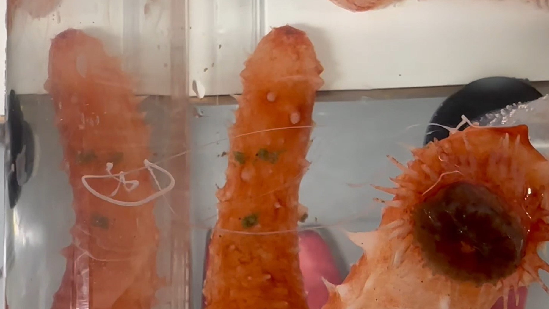 Her kan du se en liten sjøpølsesensasjon