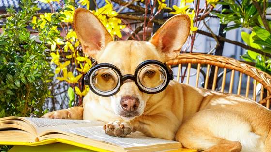 Geminis bedagelige sommerquiz