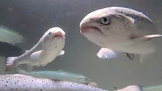 Denne metoden avslører hvordan fisken har det