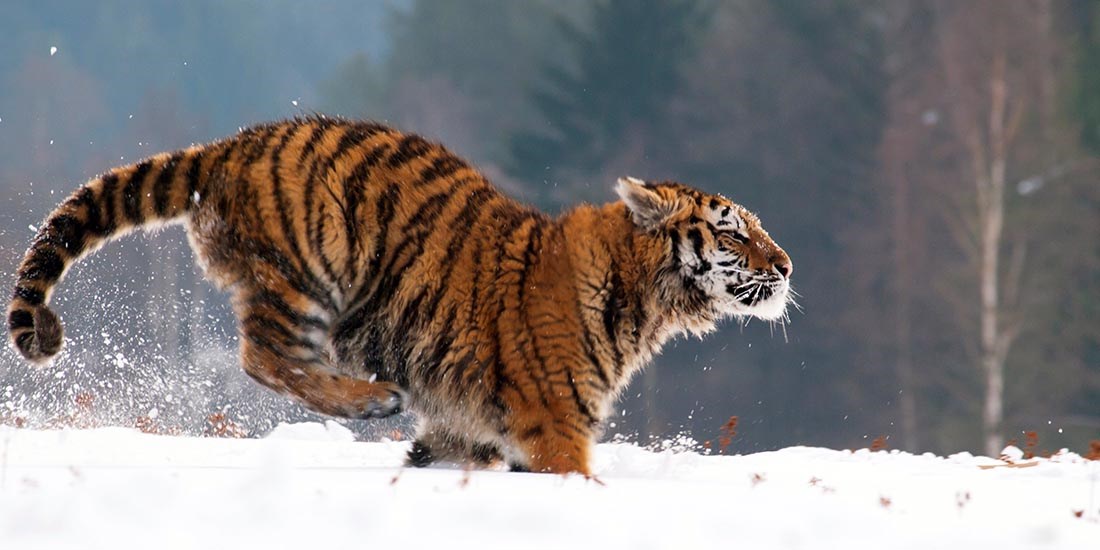 Vet du hva Det internasjonale naturpanelet regner som den  største trusselen mot det biologiske mangfoldet på jorda? Foto: Colourbox