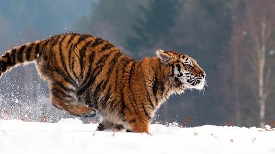 Greier du årets geminiquiz?