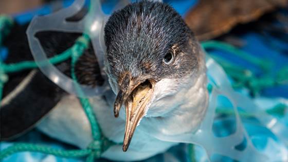 Slik vil forskere hindre plastforurensing i havet