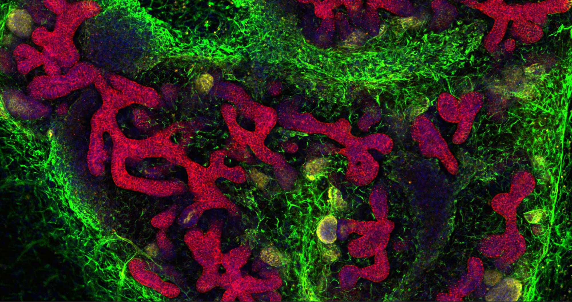 – Disse stamcellene kan bli til nesten alt mulig i kroppen