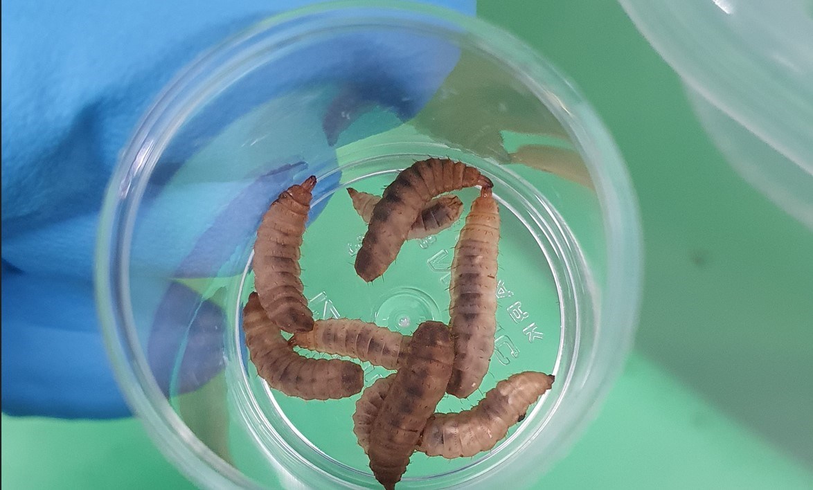 Jakter på ny og sirkulær fôrressurs fra havet