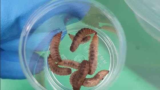 Jakter på ny og sirkulær fôrressurs fra havet