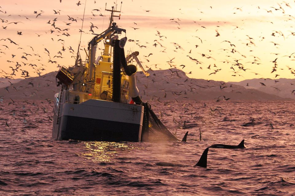 Måker og hval venter på gratis middagsservering utenfor Skjærvøy i Nordland. Foto: Alessandro De Maddalena/iStock