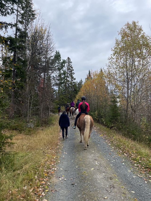 En gruppe ungdommer på tur med hest på en skogsvei. 