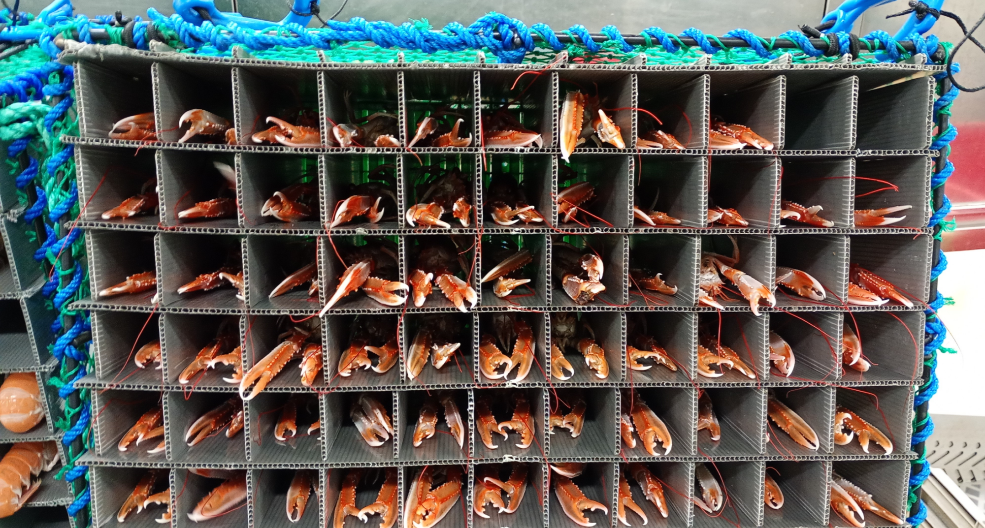 Kjøleanlegg i små fiskebåter kan minske matsvinn og gi bedre kår for fangsten