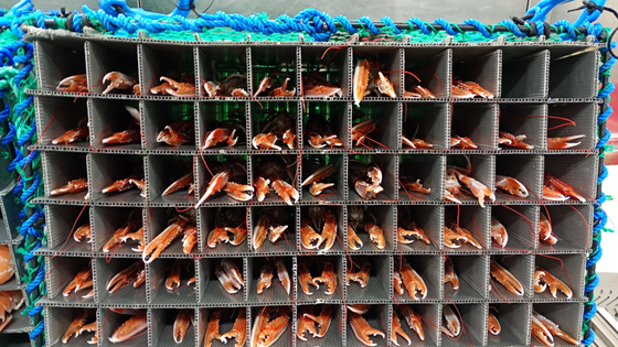 Kjøleanlegg i små fiskebåter kan minske matsvinn og gi bedre kår for fangsten