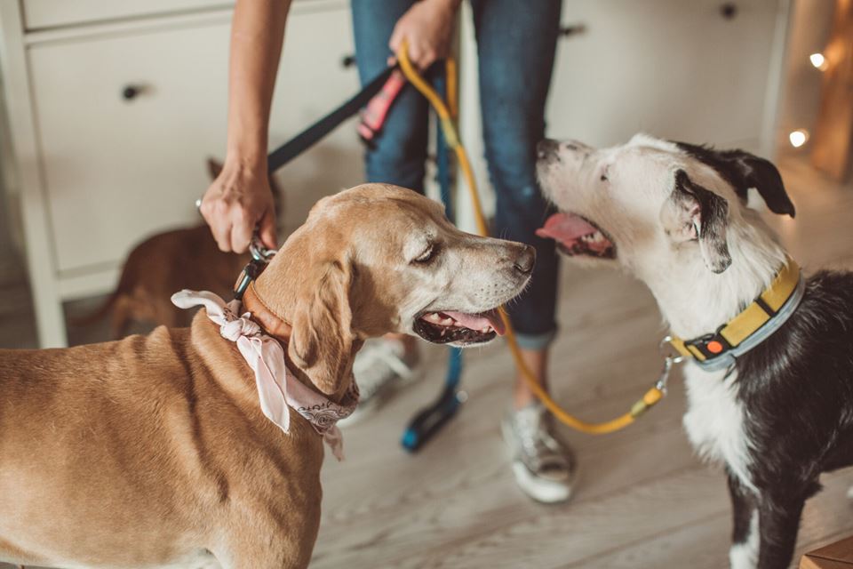 Ja fra Fido. Men hvor mange av oss stoler på tjenesteleverandører som kommer når vi ikke er hjemme? illustrasjonsfoto: iStock