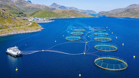 Bærekraftig laks? Da må fôrbransjen få mer strøm