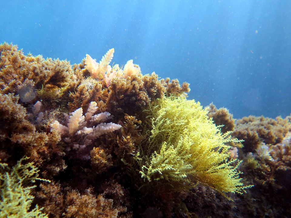Et sunt marint økosystem, med blant annet algetypene Sargassum og Gongolaria er et vakkert syn. Men store deler av havet er under press. Foto Susanne Schäfer/Climarest