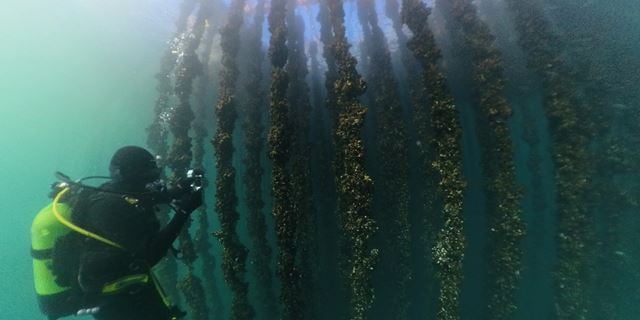 Marin restaurering: De spanske forskerne i prosjektet samarbeider med lokale akvakultusentre for å restaurere havbunnen under blåskjelltau. Foto: Climarest