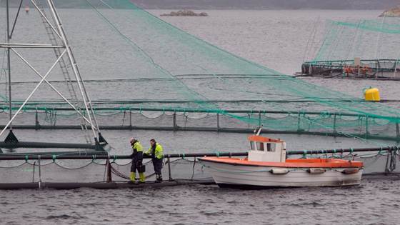 Oppdretterne som skal fornye havbruket står i spagaten. Ingen viser dem veien ut av den