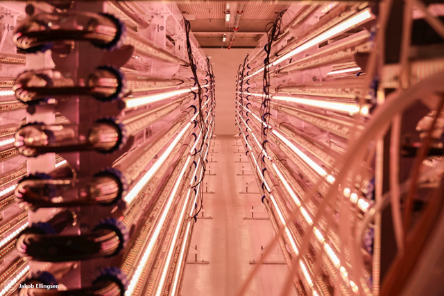 Avl av hoppekreps kan øke produksjonen. Det lille dyret er etterspurt og miljøvennlig supermat for yngel. Her lfra produksjonen hos Cefeed i Vanvikan. Foto: Cefeed