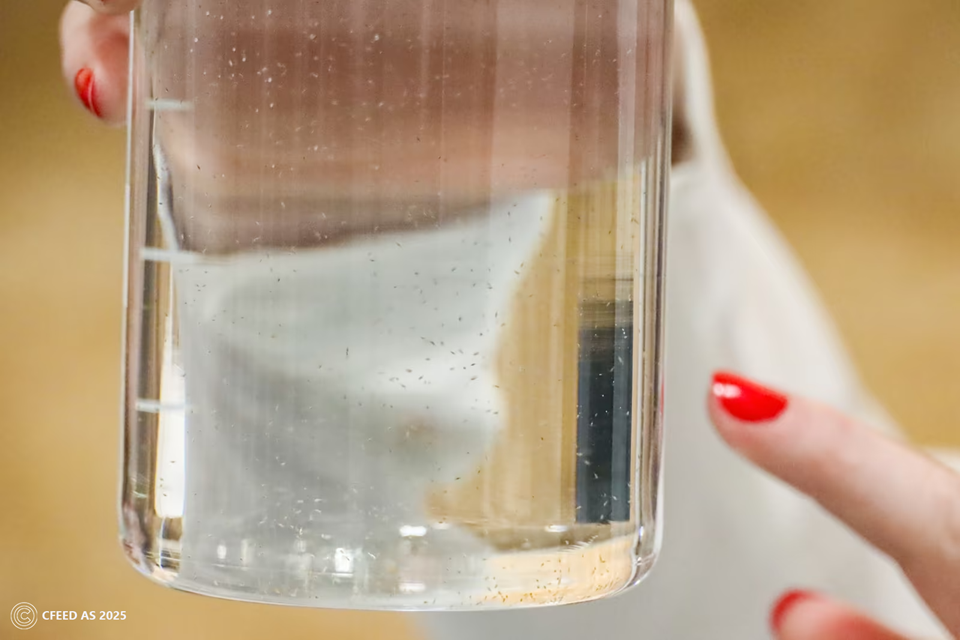 Hoppekreps er etterspurt og miljøvennlig supermat for yngel. I dag produseres det ikke nok. Foto utlånt fra Cfeed