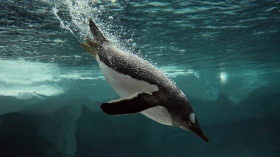 Pingvinenes luft-triks kan hjelpe skipsbransjen